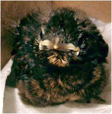Jeune merle noir