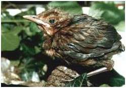 Jeune merle noir