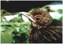 Jeune merle noir
