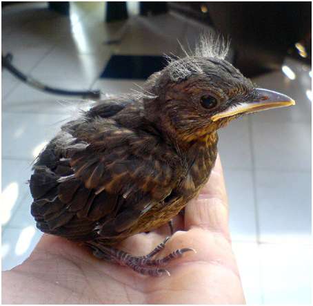 Jeune merle noir