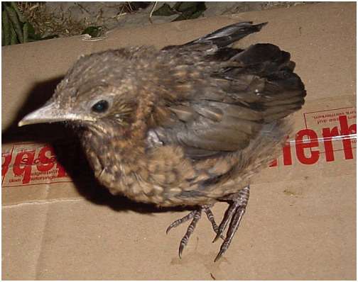 Jeune merle noir