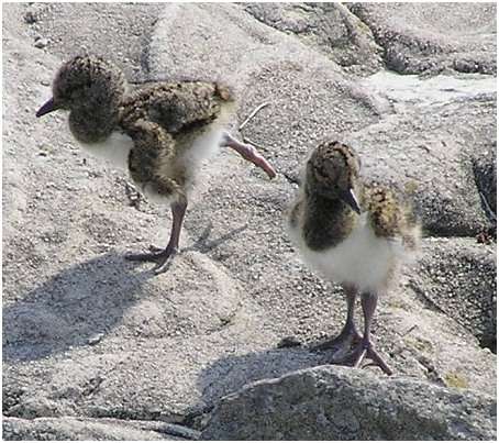 Jeunes huîtriers pies