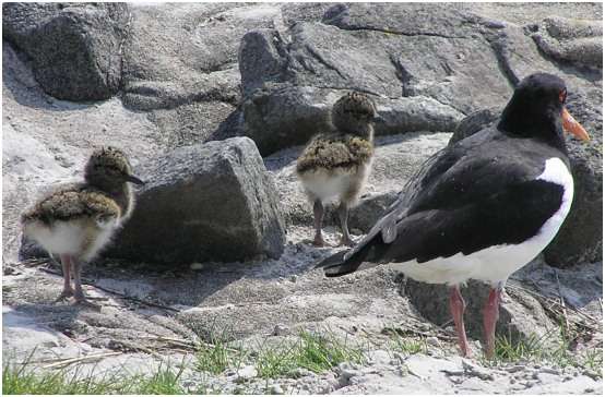 Jeunes huîtriers pies