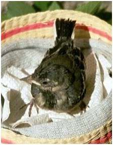 Jeune bergeronnette grise