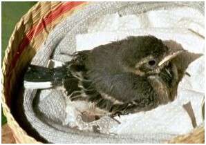 Jeune bergeronnette grise