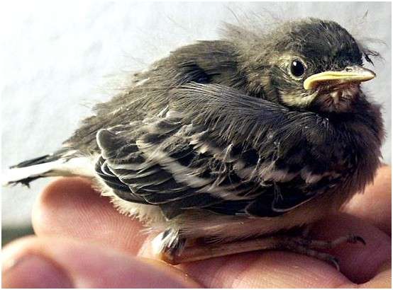 Jeune bergeronnette grise