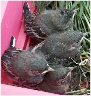 Jeunes bergeronnettes grises