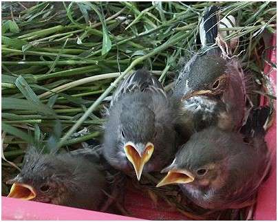 Jeunes bergeronnettes grises