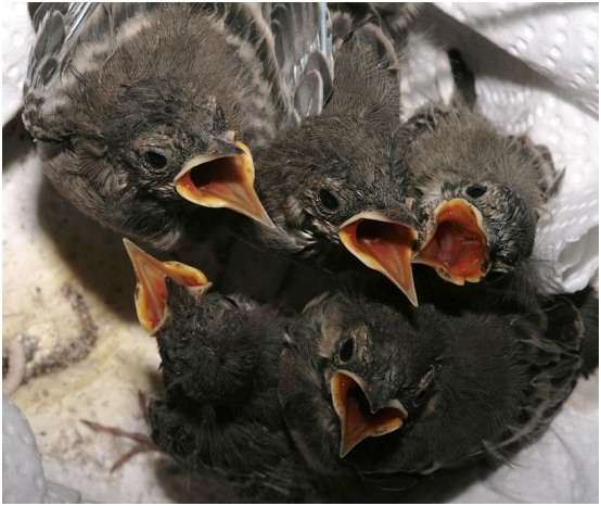 Jeunes bergeronnettes grises