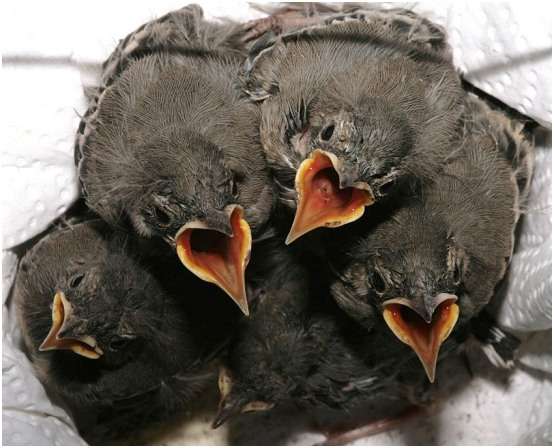 Jeunes bergeronnettes grises