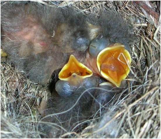 Jeunes bergeronnettes grises