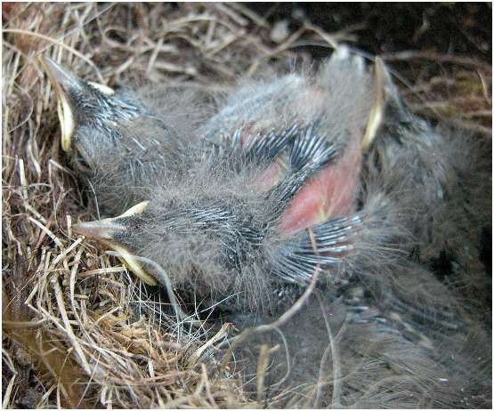 Jeunes bergeronnettes grises