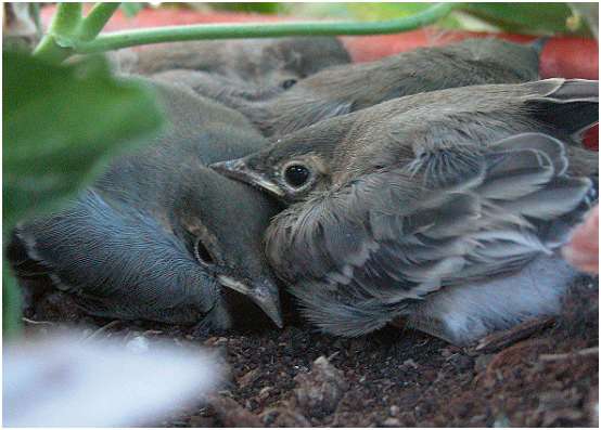 Jeunes bergeronnettes grises