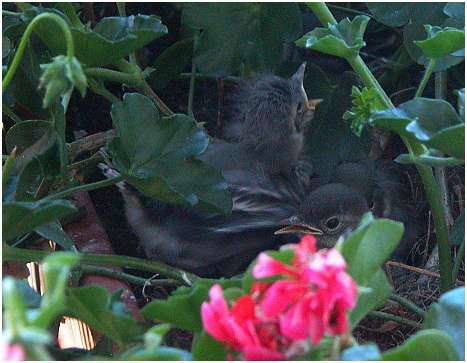 Jeunes bergeronnettes grises dans le nid