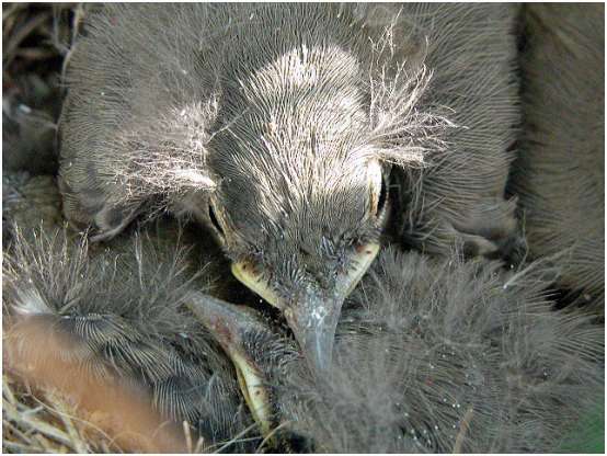 Jeunes bergeronnettes grises