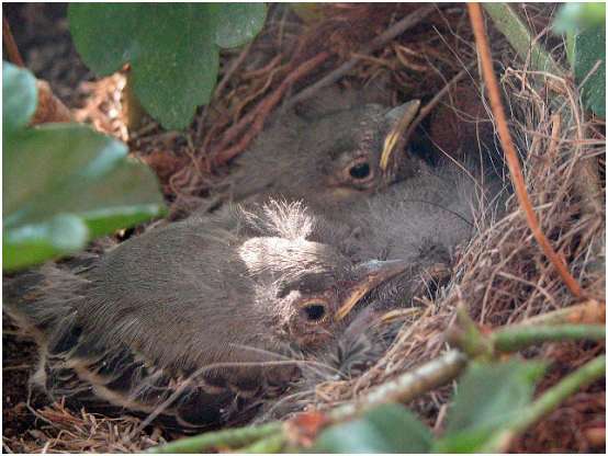 Jeunes bergeronnettes grises dans le nid