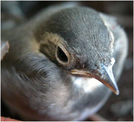 Jeune bergeronnette grise