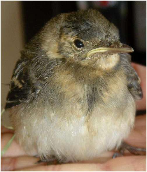 Jeune bergeronnette grise