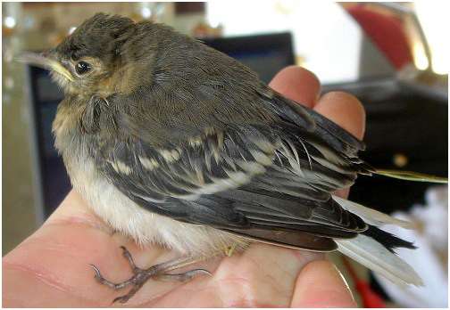 Jeune bergeronnette grise