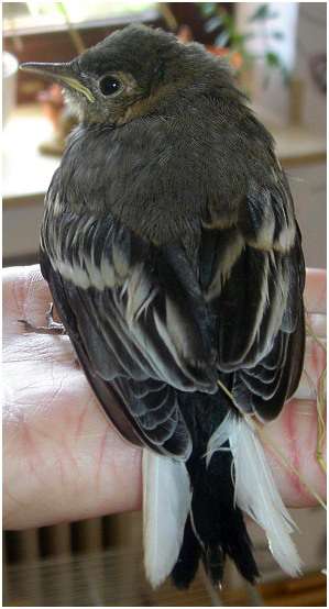 Jeune bergeronnette grise