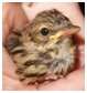 Pipit des arbres