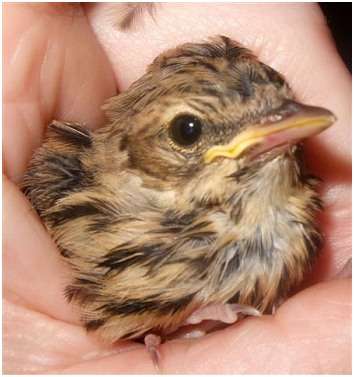 Jeune pipit des arbres