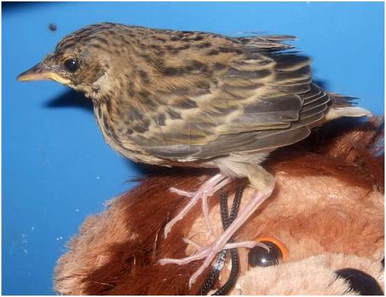Jeune pipit des arbres