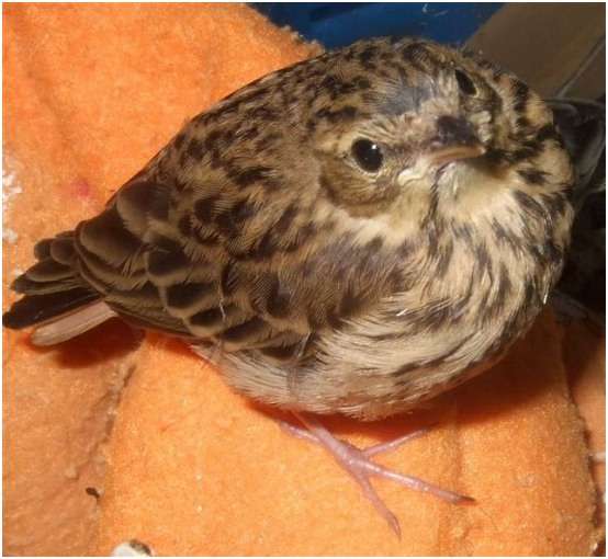 Jeune pipit des arbres