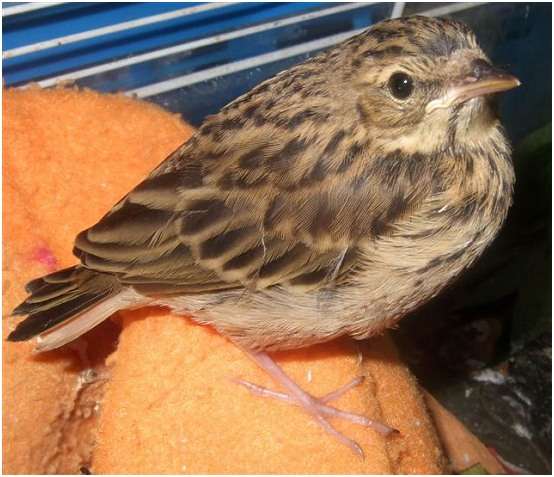 Jeune pipit des arbres