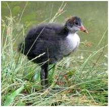 Foulque macroule juv�nile