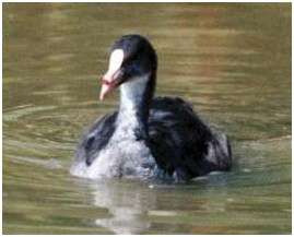 Foulque macroule
