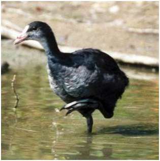 Foulque macroule juv�nile