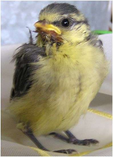 Jeune mésange bleue