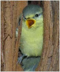 Mésange bleue juvénile