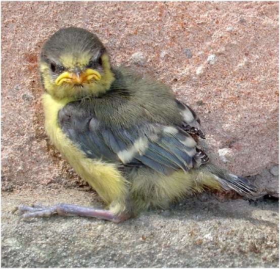 Mésange bleue juvénile