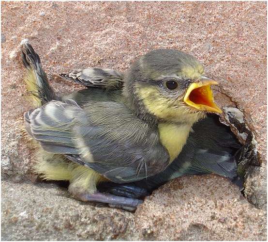 Mésange bleue juvénile