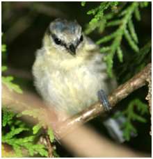 Mésange bleue juvénile