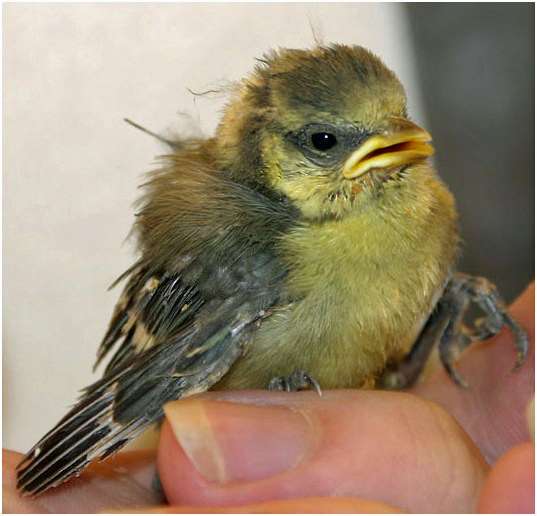 Mésange bleue juvénile