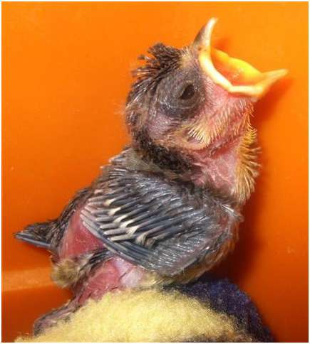 Jeune mésange bleue