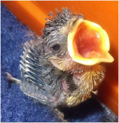 Jeune mésange bleue