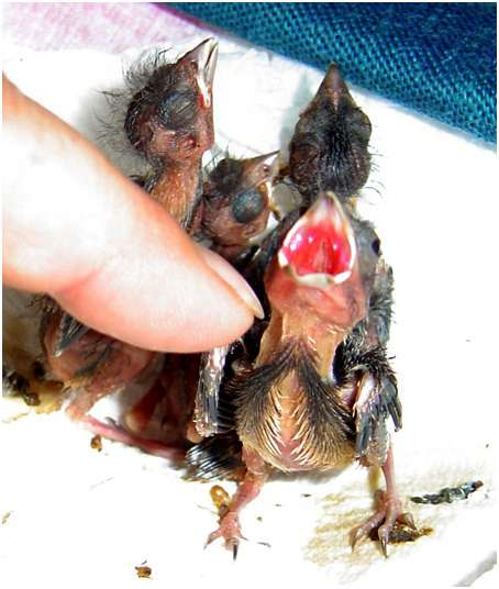 Jeunes linottes mélodieuses