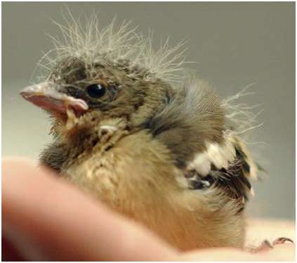 Jeune pinson des arbres