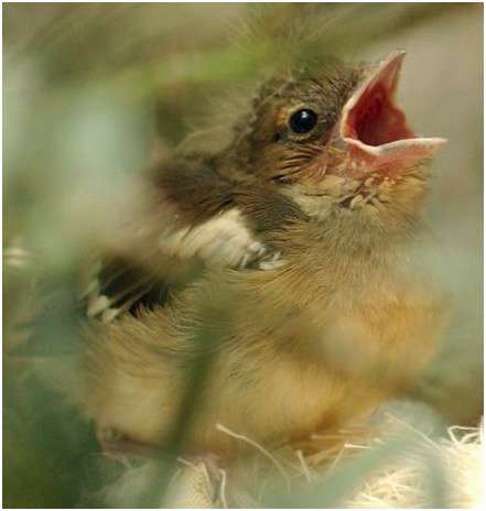Jeune pinson des arbres