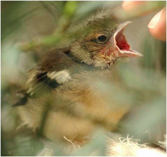 Jeune pinson des arbres