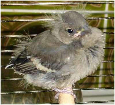 Jeune pinson des arbres