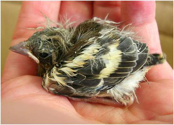 Jeune pinson des arbres