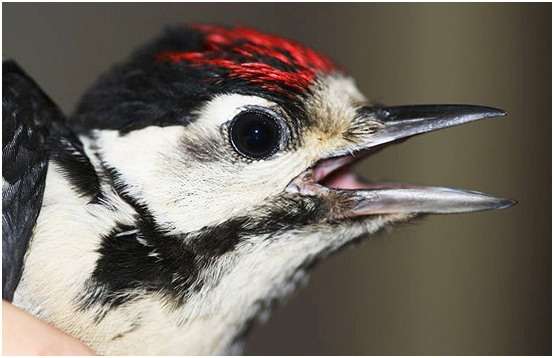 Pic épeiche juvénile Pic épeiche juvénile