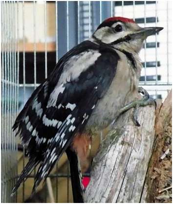 Jeune pic épeiche Jeune pic épeiche