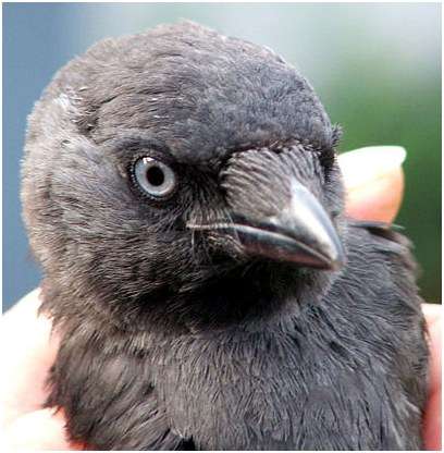 Jeune choucas des tours