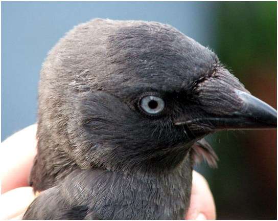 Jeune choucas des tours